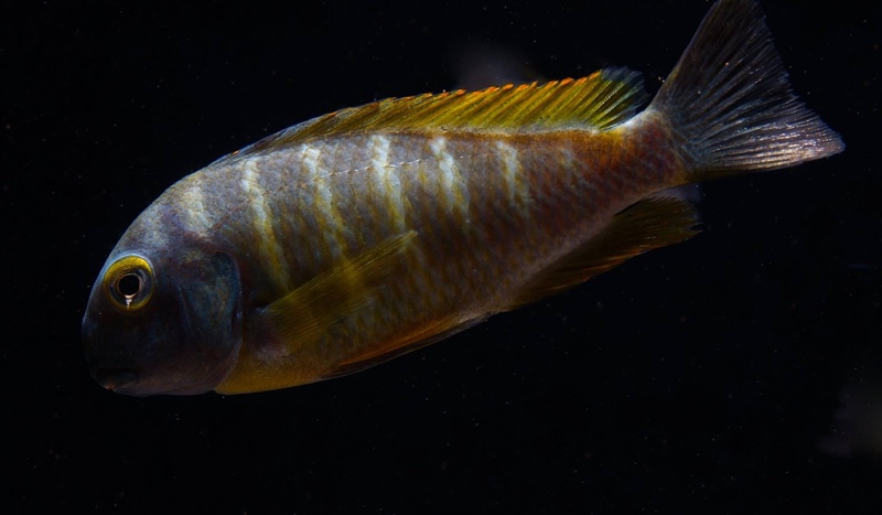 Tropheus sp. 'lukuga' Kalemie